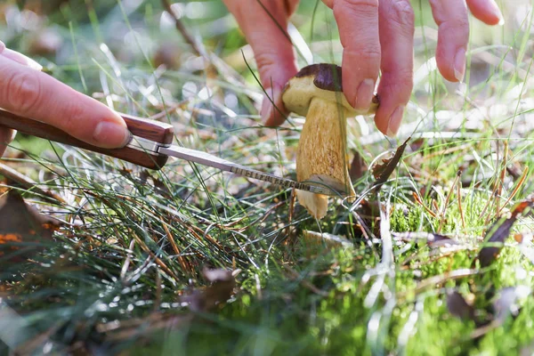 Caza de hongos, recolección de hongos en la naturaleza. Cortar el hongo con un cuchillo especial . Fotos de stock