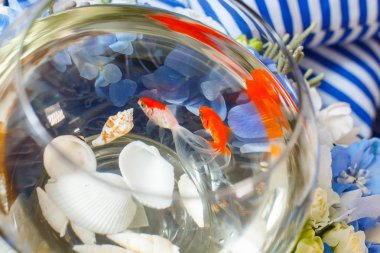 Altın Balık dekorasyon