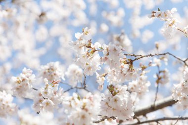 kiraz çiçeği New York bahar