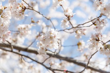 kiraz çiçeği New York bahar