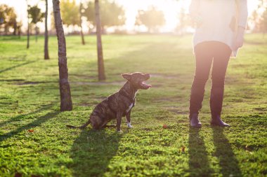 anonim bir kadının yanında oturan köpek