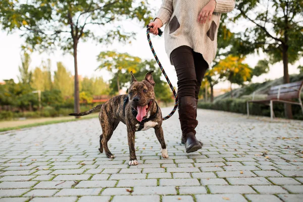 Anonim kadın bir köpek yürüyüş