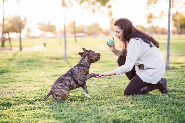 Woman and dog shaking hand and paw Royalty Free Stock Images