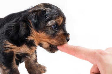 yorkshire terrier köpek yavrusu bir parmak ile oynamak