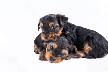 sarılma iki yorkshire terrier yavruları