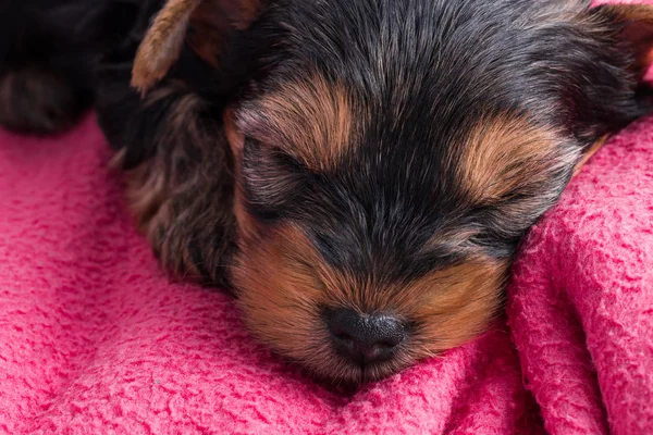 Puppy yorkshire terrier close-up — Stok Foto