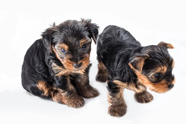 สองลูกสุนัขยอร์คเชียร์เทอเรียร์ — ภาพถ่ายสต็อก