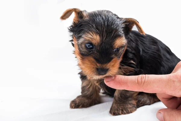 Yorkshire terrier puppy bermain dengan jari — Stok Foto