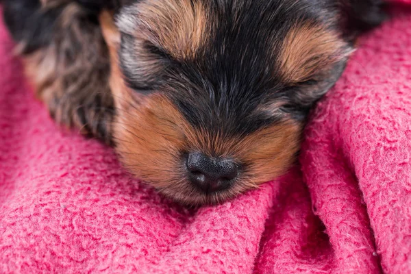 Puppy yorkshire terrier close-up Stock Picture