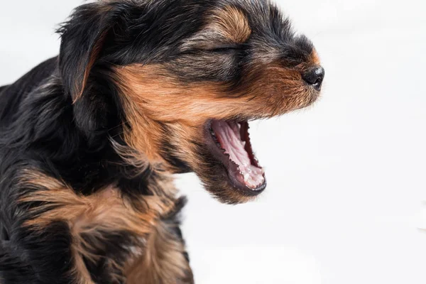 Puppy yorkshire terrier barking Royalty Free Stock Images