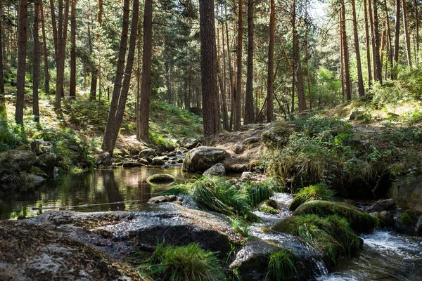 Río en las montañas del bosque — Foto de Stock