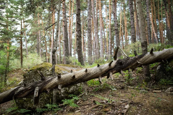 Hutan pohon pinus — Stok Foto