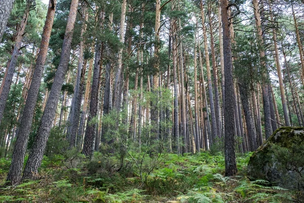 Foresta di pini — Foto Stock