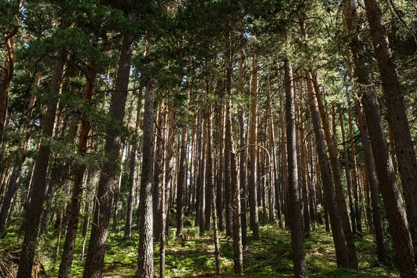 Hutan pohon pinus — Stok Foto