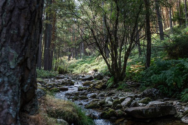 River in forest mountains Royalty Free Stock Images