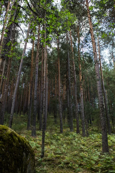 Dennenbos Stockfoto