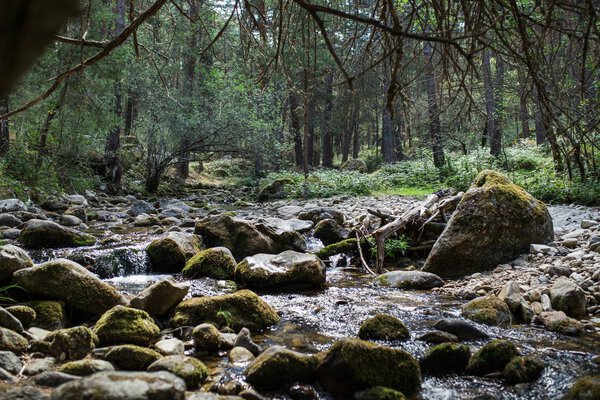 River in forest mountains Stock Picture