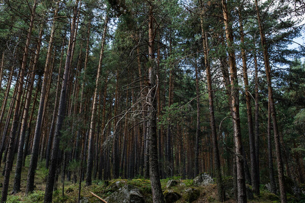 Pine tree forest Stock Image
