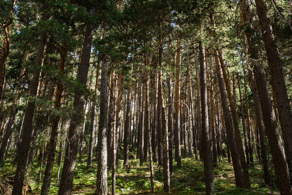 Pine tree forest Royalty Free Stock Images