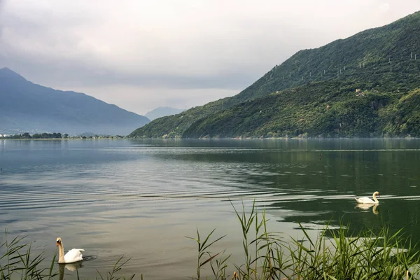 Cisnes en el lago Mezzola (Italia) ) —  Fotos de Stock