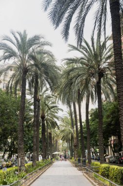 Valencia (İspanya), akşam Avenue'da