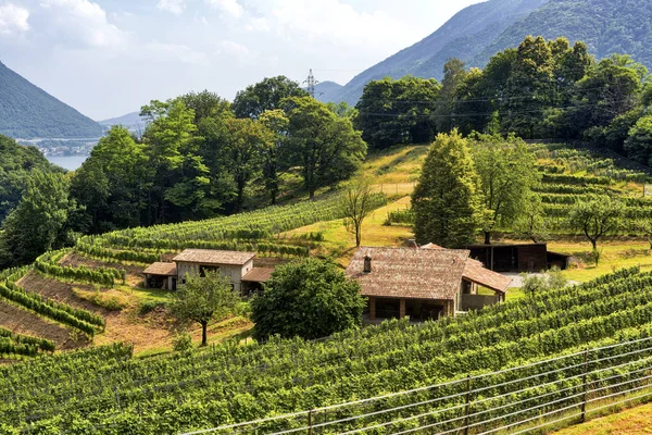 Viñedo cerca de Arogno (Ticino, Suiza ) — Foto de Stock