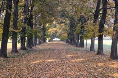 Monza (İtalya): Sonbahar parkta