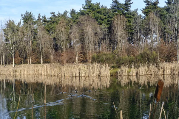 Parque de Grugnotorto (Itália): lago no inverno — Fotografia de Stock