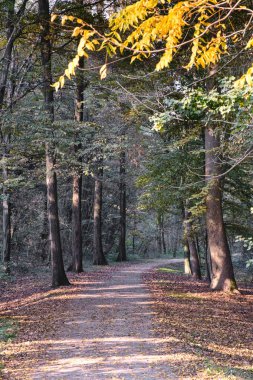 Monza (İtalya): Sonbahar parkta