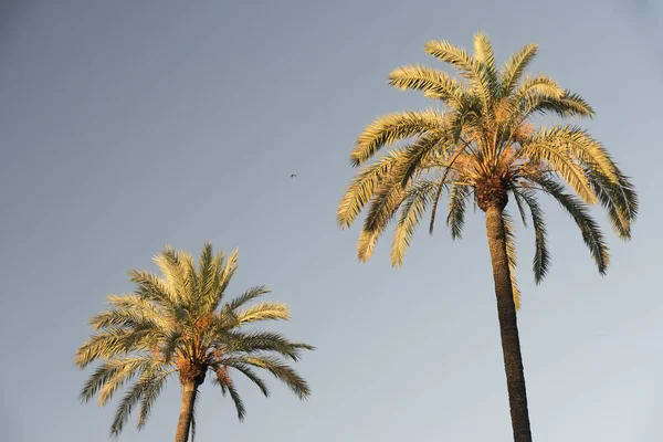 Sevilla (andalucia, spanien): palmen — Stockfoto