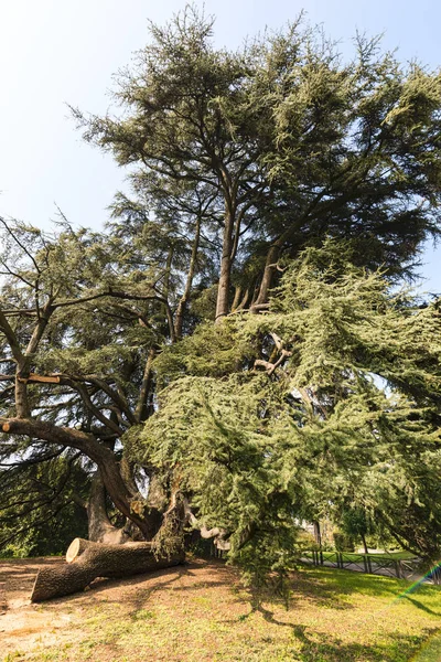 Varese (Włochy): Giardini degli Estensi, stary cedr libański — Zdjęcie stockowe