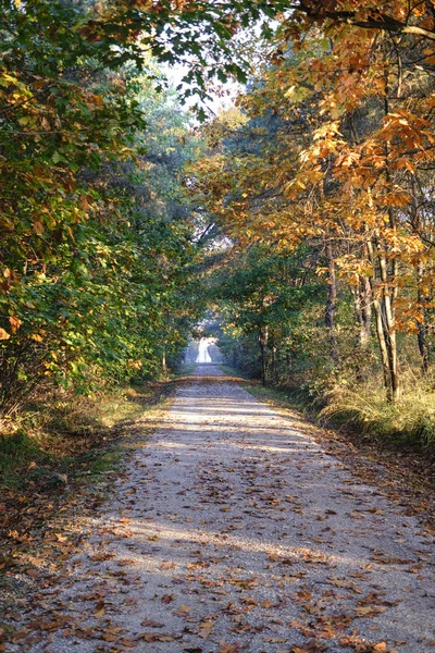 Milão (Itália): Parque de Groane no outono — Fotografia de Stock