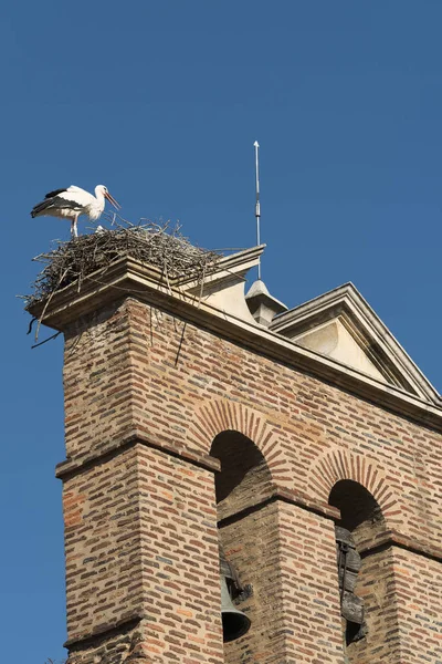 Léon (Espagne) : cigogne dans le nid — Photo