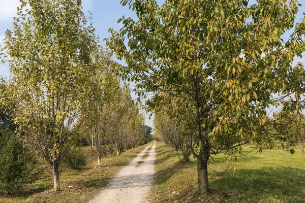 Milán (Italia): parque de Grugnotorto en otoño — Foto de Stock