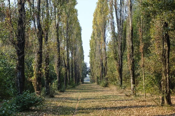 Milan (Italy): Parco Nord at fall — Stock Photo, Image