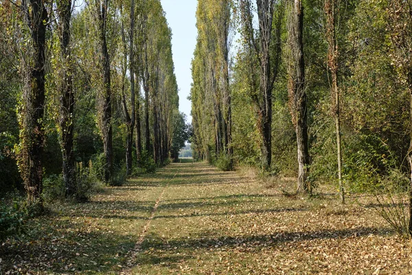 Milano (Italia): Parco Nord in autunno — Foto Stock