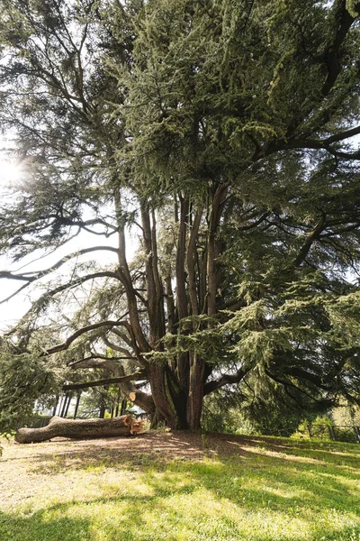 Varese (Italy):  Giardini degli Estensi, an old cedar of Lebanon — Stock Photo, Image