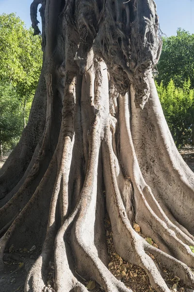 Sevilla (andalucia, spanien): alter großer baum — Stockfoto