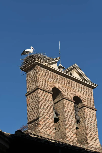 Leon (Spanien): stork i boet — Stockfoto