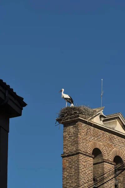 Leon (Spanien): stork i boet — Stockfoto