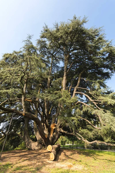 Varese (Włochy): Giardini degli Estensi, stary cedr libański — Zdjęcie stockowe