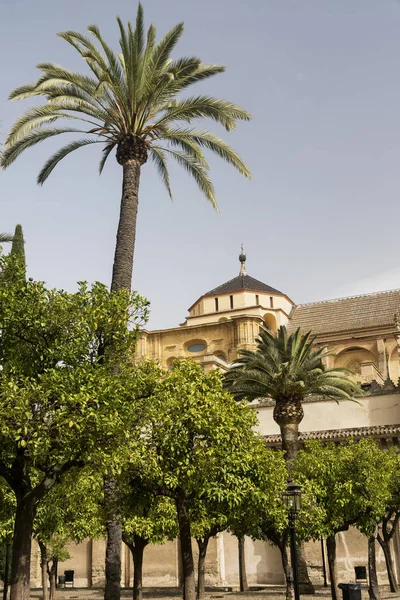 Córdoba (Andaluzia, Espanha): pátio da catedral — Fotografia de Stock