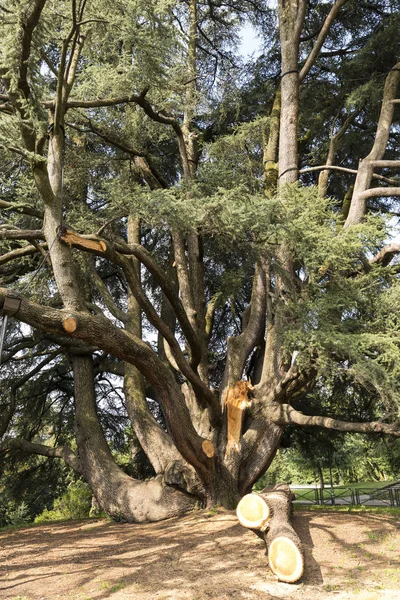 Varese (Włochy): Giardini degli Estensi, stary cedr libański — Zdjęcie stockowe