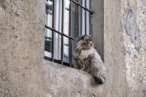 Castiglione Olona (Varese, Itálie): kočka v okně — Stock fotografie