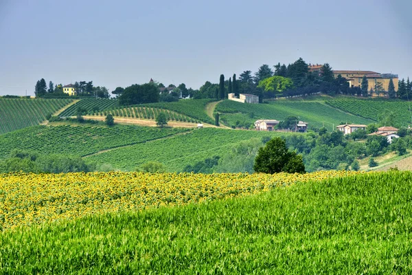Ольтрепо Пьячентино (Италия), сельский пейзаж летом — стоковое фото