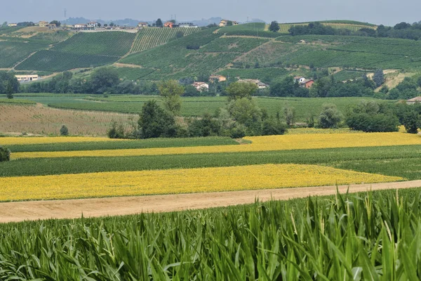 Oltrepo Piacentino (Italia), paisaje rural en verano — Foto de Stock