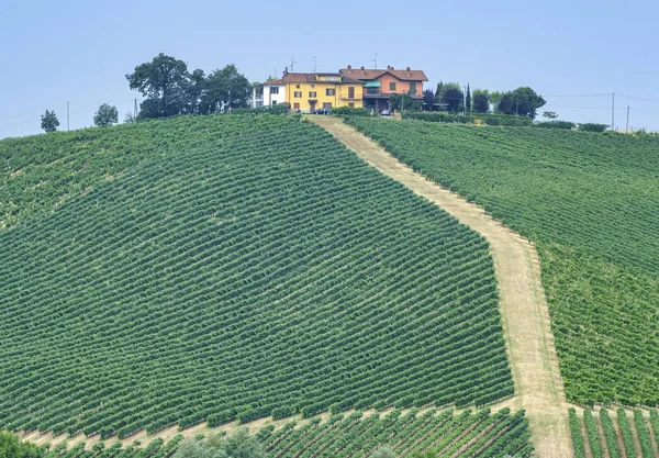 Oltrepo Piacentino (Italy), rural landscape at summer — Stock Photo, Image