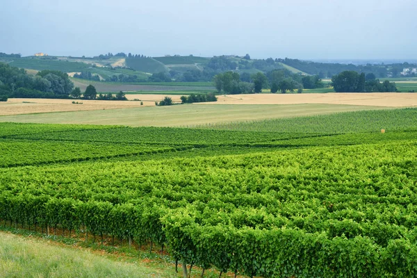 Oltrepo Piacentino (Italy), rural landscape at summer — Stock Photo, Image