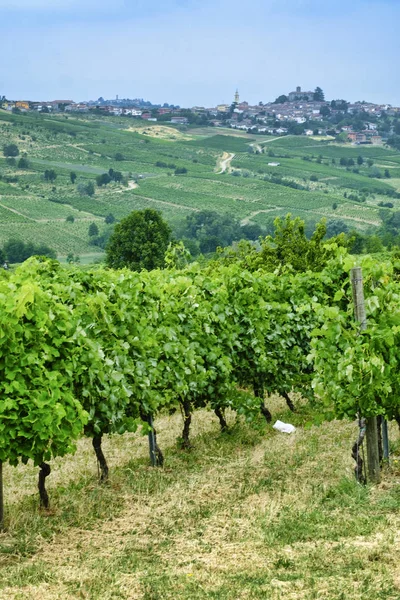 Oltrepo Piacentino (Italy), rural landscape at summer — Stock Photo, Image