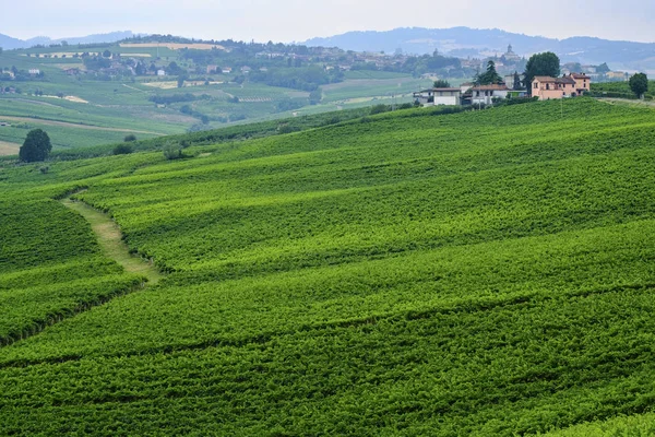 Oltrepo Piacentino (Italia), paisaje rural en verano —  Fotos de Stock